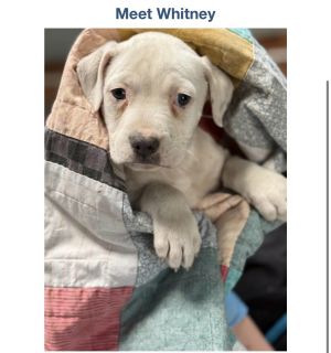 Meet Whitney The Sweet and Gentle Soul Introducing Whitney the sweet and delicate sister of Wilb