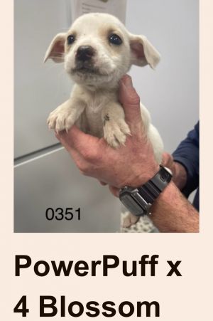 Blossom is the calmest and most laid-back puppy in the group She loves being held and enjoys the wa