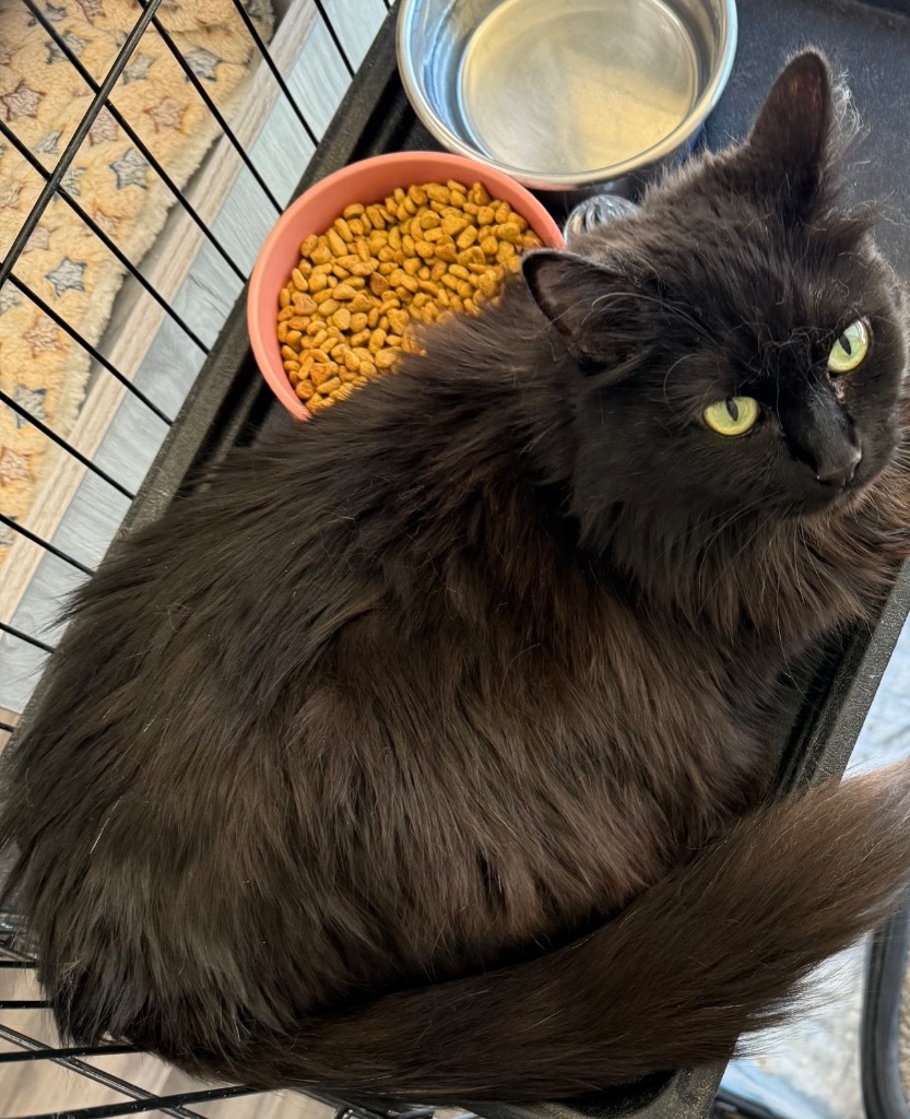 Babs, an adoptable Domestic Medium Hair in Las Vegas, NV, 89130 | Photo Image 1