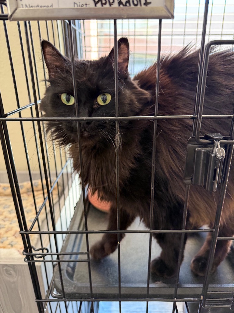 Babs, an adoptable Domestic Medium Hair in Las Vegas, NV, 89130 | Photo Image 2