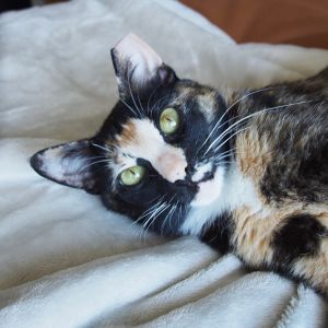 Lentil is a little cuddle bug She does enjoy chasing feather toys and little rattle balls but her