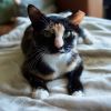 Lentil photo 2