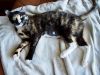 Lentil photo 3