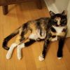 Lentil photo 4
