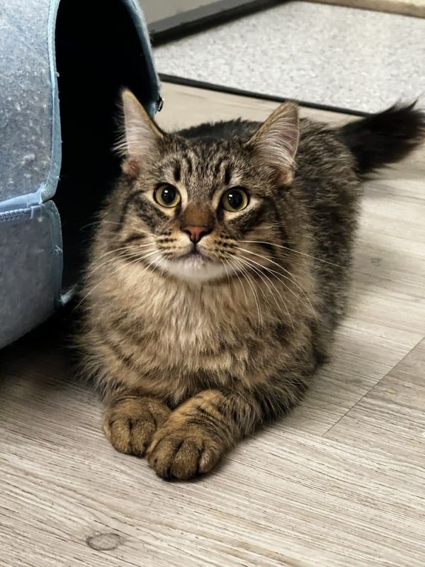 Pet Photo