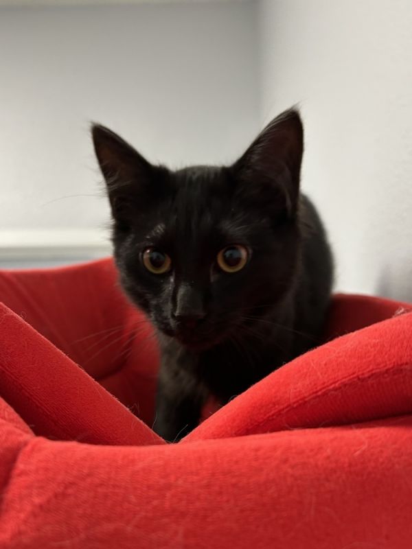 Pet Photo
