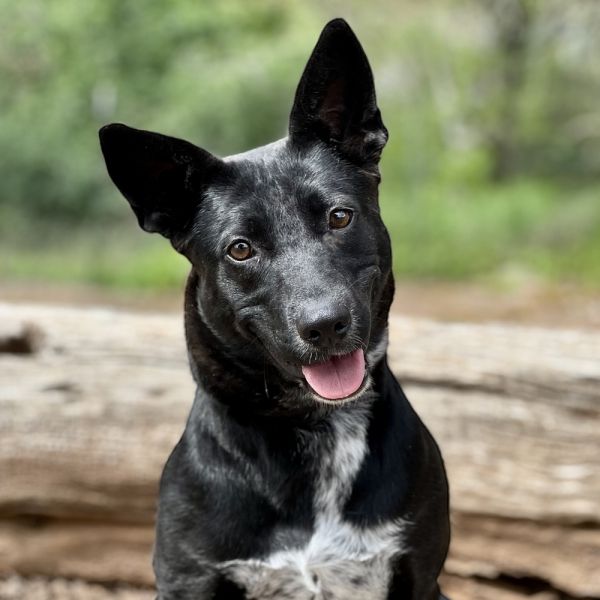 Pet Photo