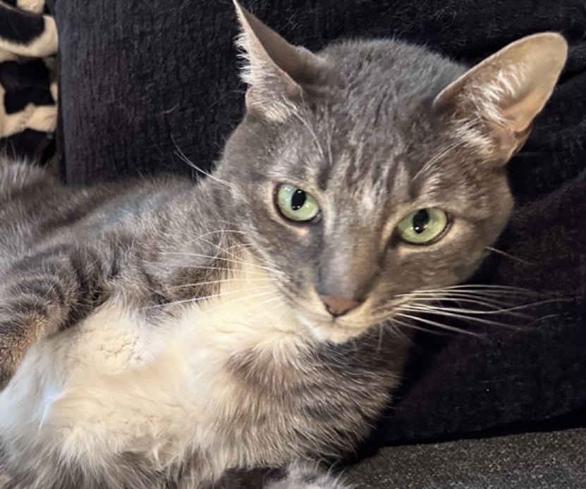 Martini, an adoptable Domestic Short Hair in Bend, OR, 97701 | Photo Image 1