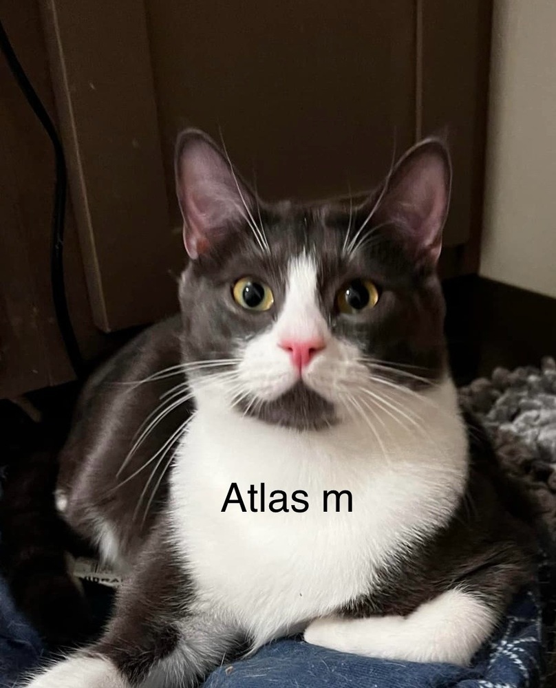 Atlas, an adoptable Domestic Short Hair in Bend, OR, 97701 | Photo Image 1