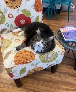 Lexi, an adoptable Domestic Medium Hair in Bend, OR, 97701 | Photo Image 2