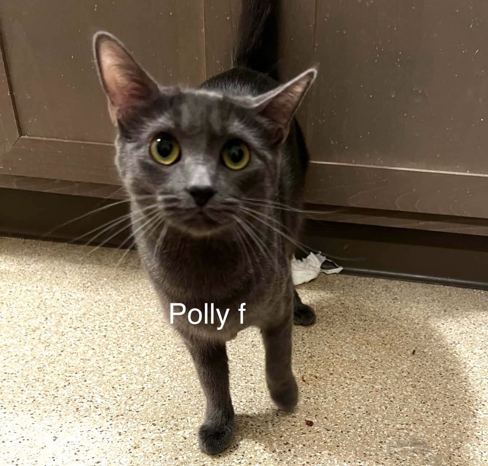 Polly, an adoptable Domestic Short Hair in Bend, OR, 97701 | Photo Image 1