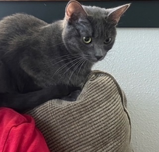 Polly, an adoptable Domestic Short Hair in Bend, OR, 97701 | Photo Image 2