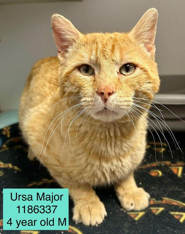 Ursa Major is at Petco