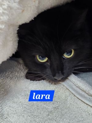 Lara, Young Female Domestic Short Hair