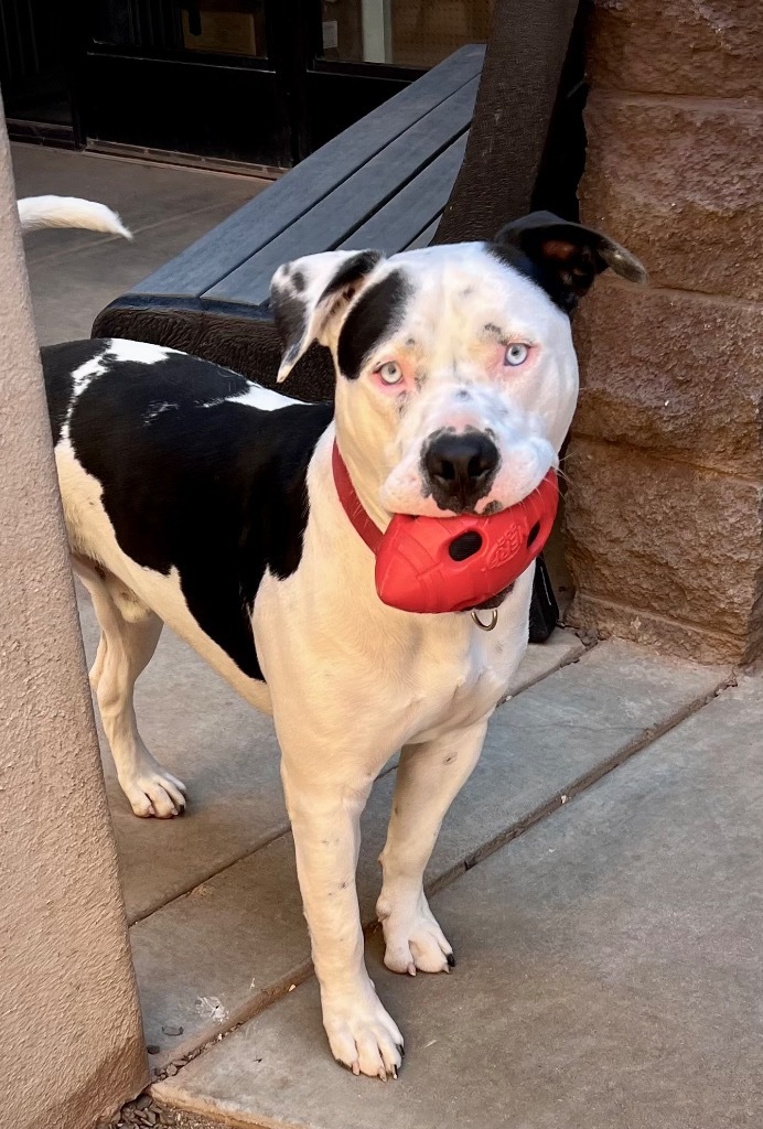 Cowboy, an adoptable American Bulldog in Cottonwood, AZ, 86326 | Photo Image 1