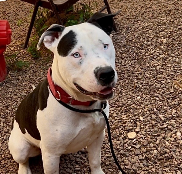 Cowboy, an adoptable American Bulldog in Cottonwood, AZ, 86326 | Photo Image 3