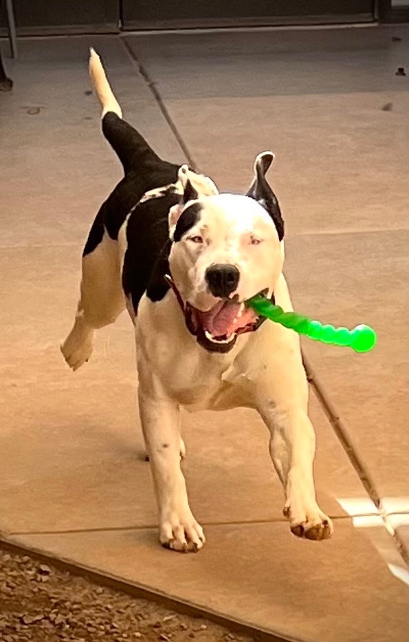 Cowboy, an adoptable American Bulldog in Cottonwood, AZ, 86326 | Photo Image 5