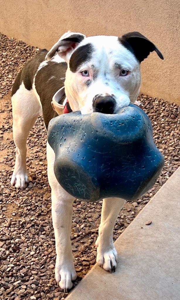 Cowboy, an adoptable American Bulldog in Cottonwood, AZ, 86326 | Photo Image 6