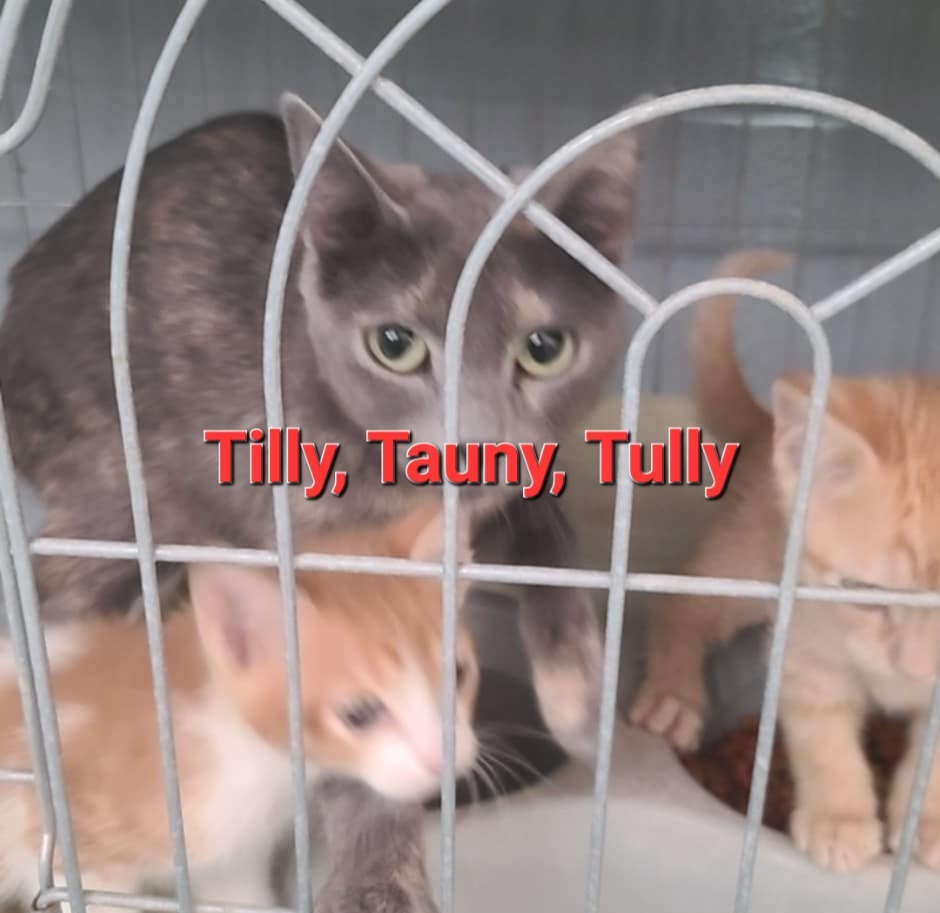 Tauny, an adoptable Calico in Fort Stockton, TX, 79735 | Photo Image 1