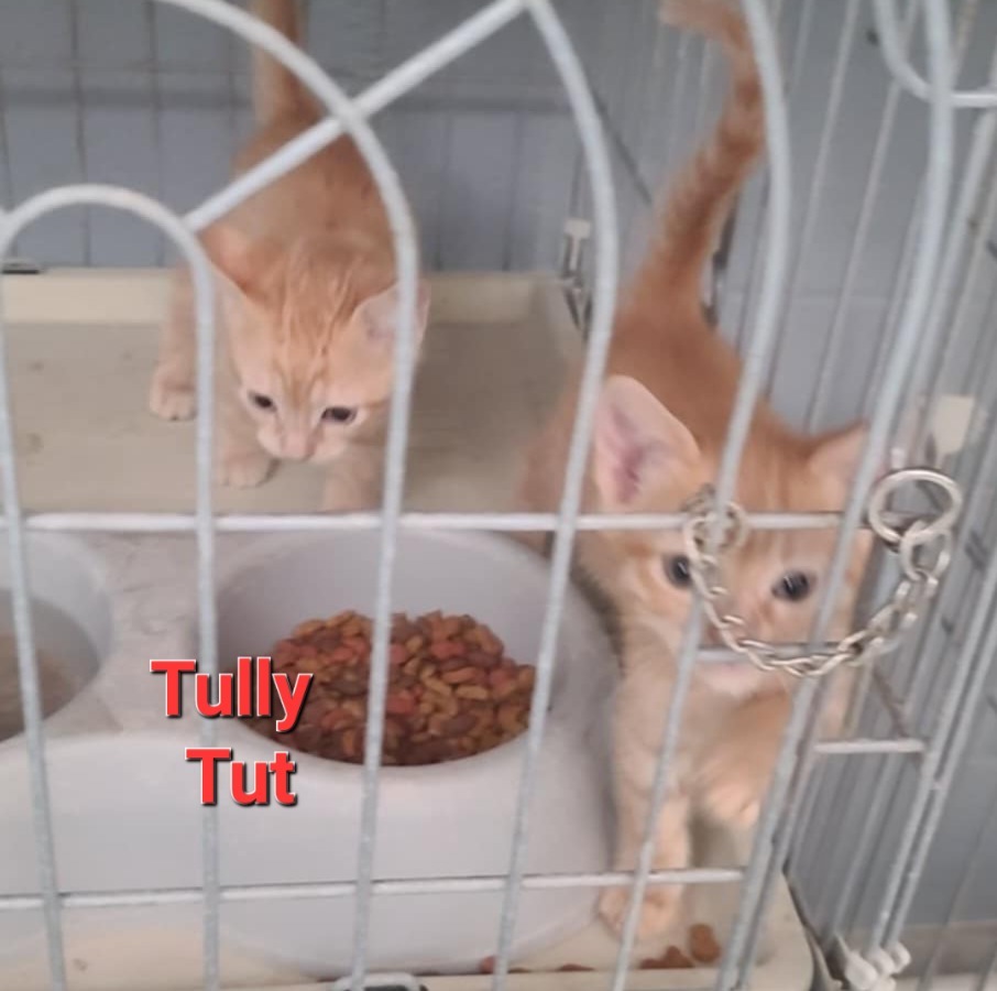 Tut, an adoptable Calico in Fort Stockton, TX, 79735 | Photo Image 1