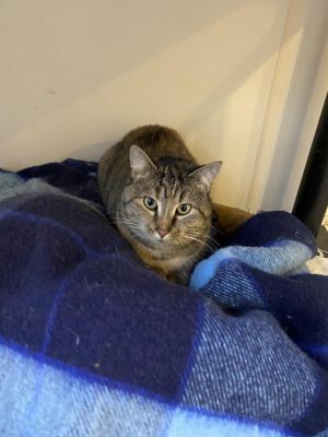 Poppy, Adult Female Domestic Short Hair