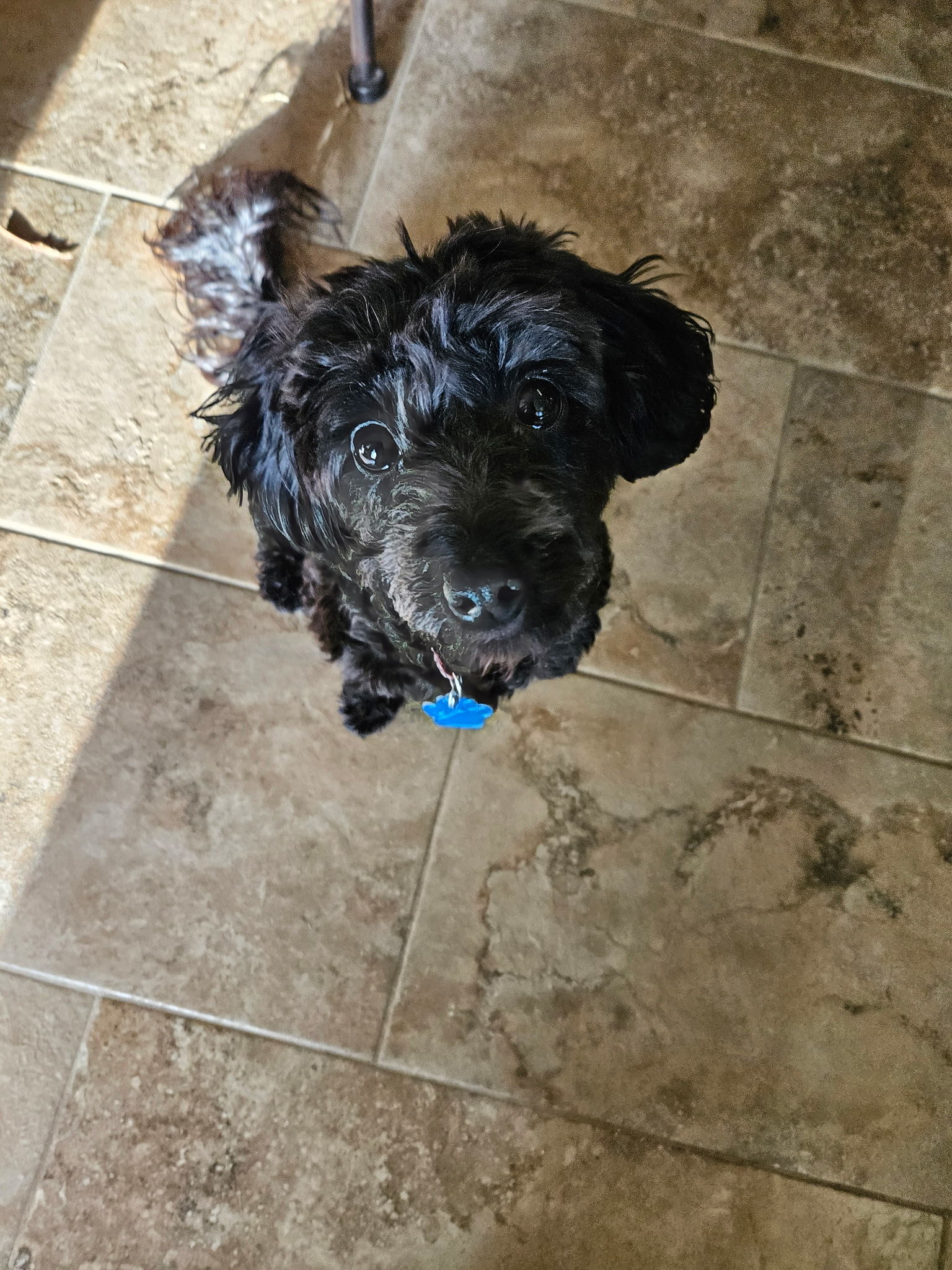 Metallica, an adoptable Maltipoo in Broken Arrow, OK, 74011 | Photo Image 1