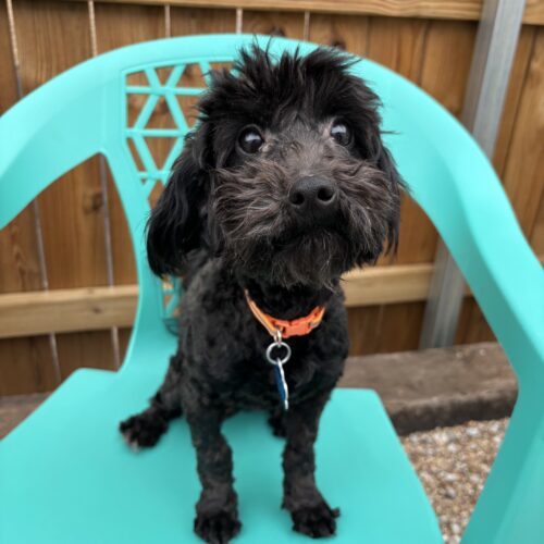 Metallica, an adoptable Maltipoo in Broken Arrow, OK, 74011 | Photo Image 2