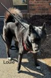 Louie