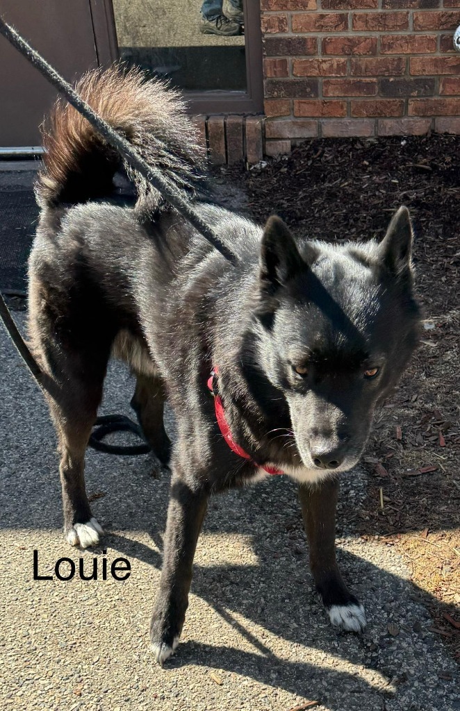 Louie