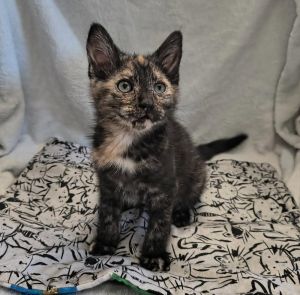 Trouble, Adult Female Domestic Short Hair