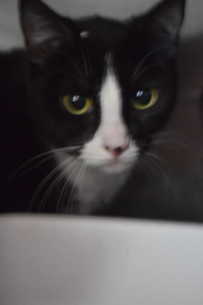 Spunky (C25063 merged to profile), an adoptable Domestic Short Hair in Pahrump, NV, 89048 | Photo Image 1