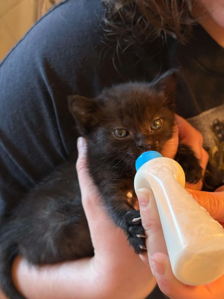 Bagheera