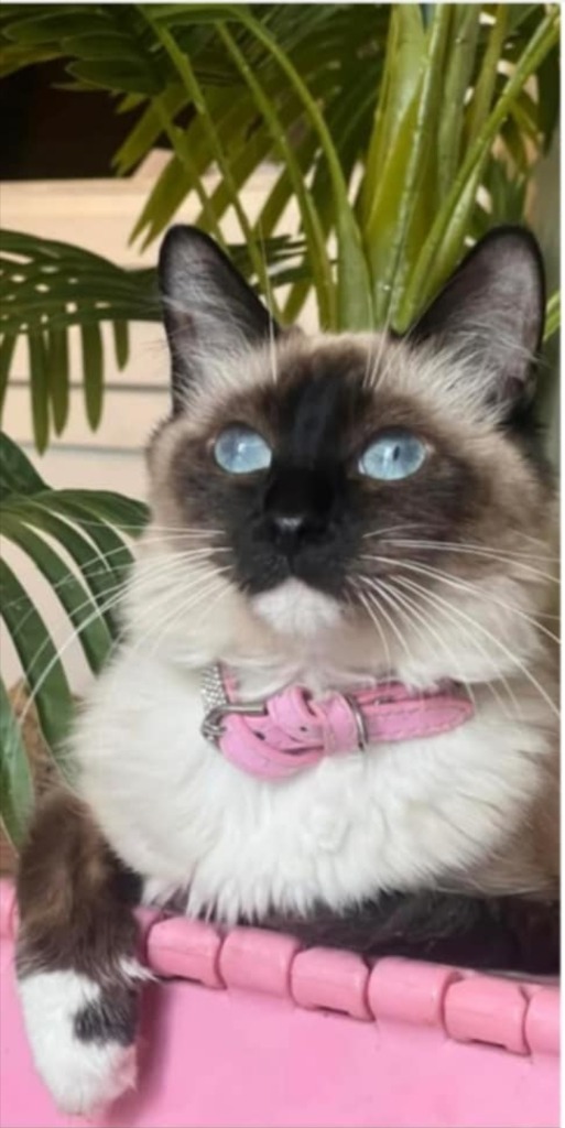 Mocha
