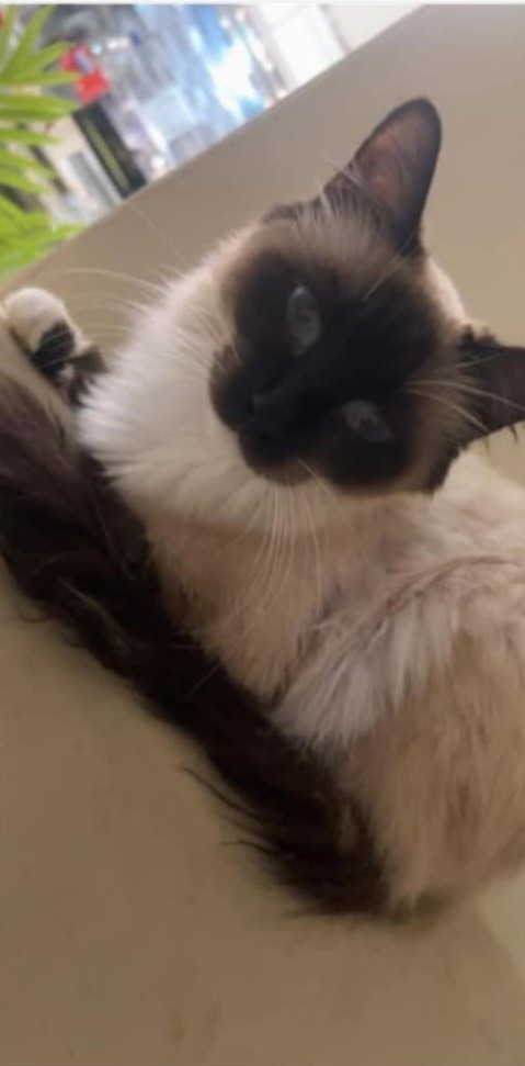 Mocha
