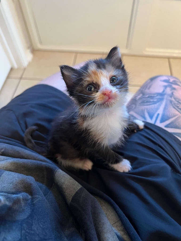Cleo
