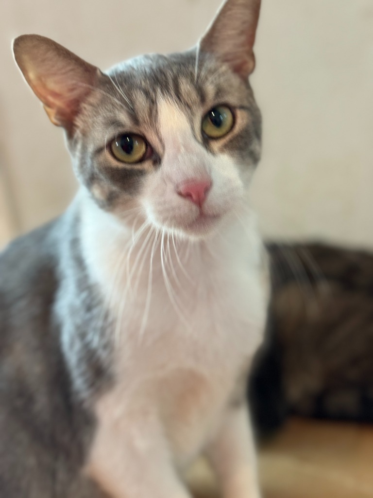 Kiki
