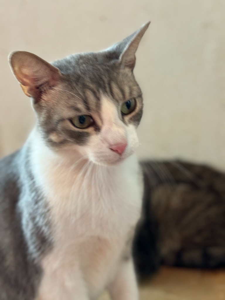 Kiki