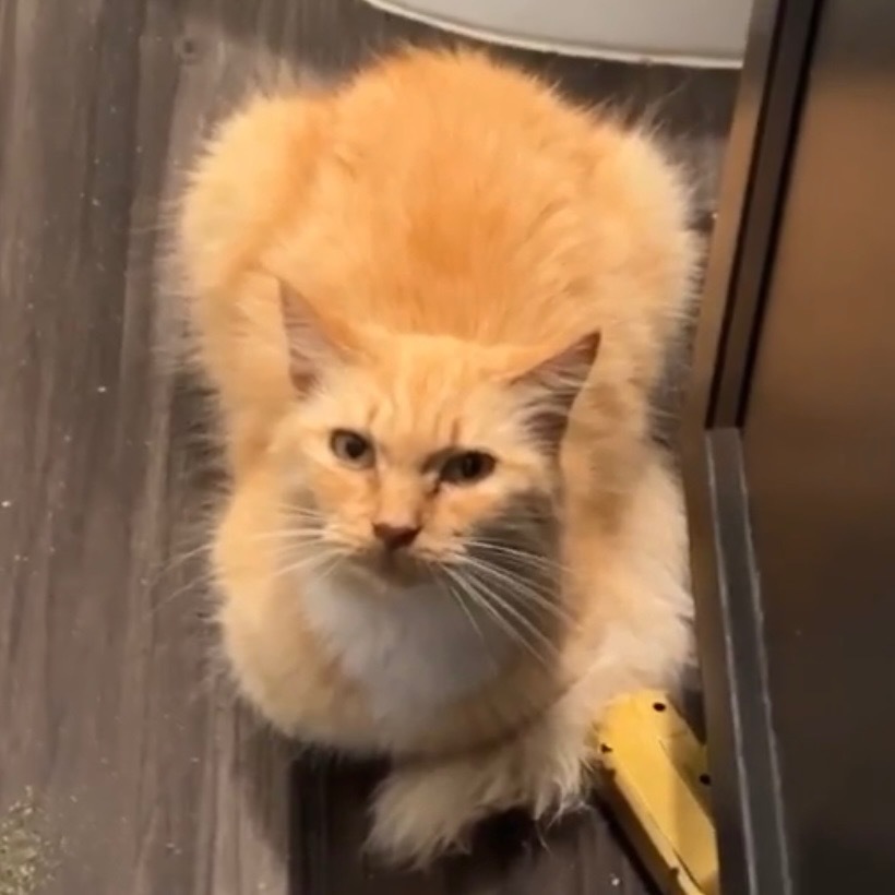 Aurora (Sweet Pea)