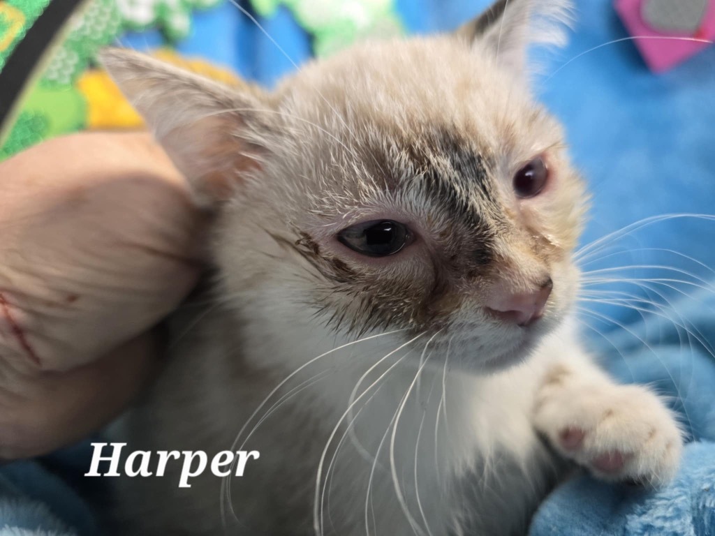 Harper