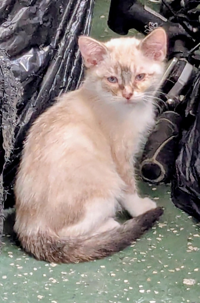 Harper