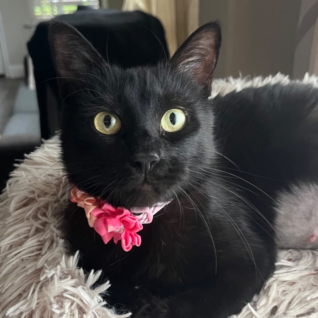 Ophelia the Lap Cat