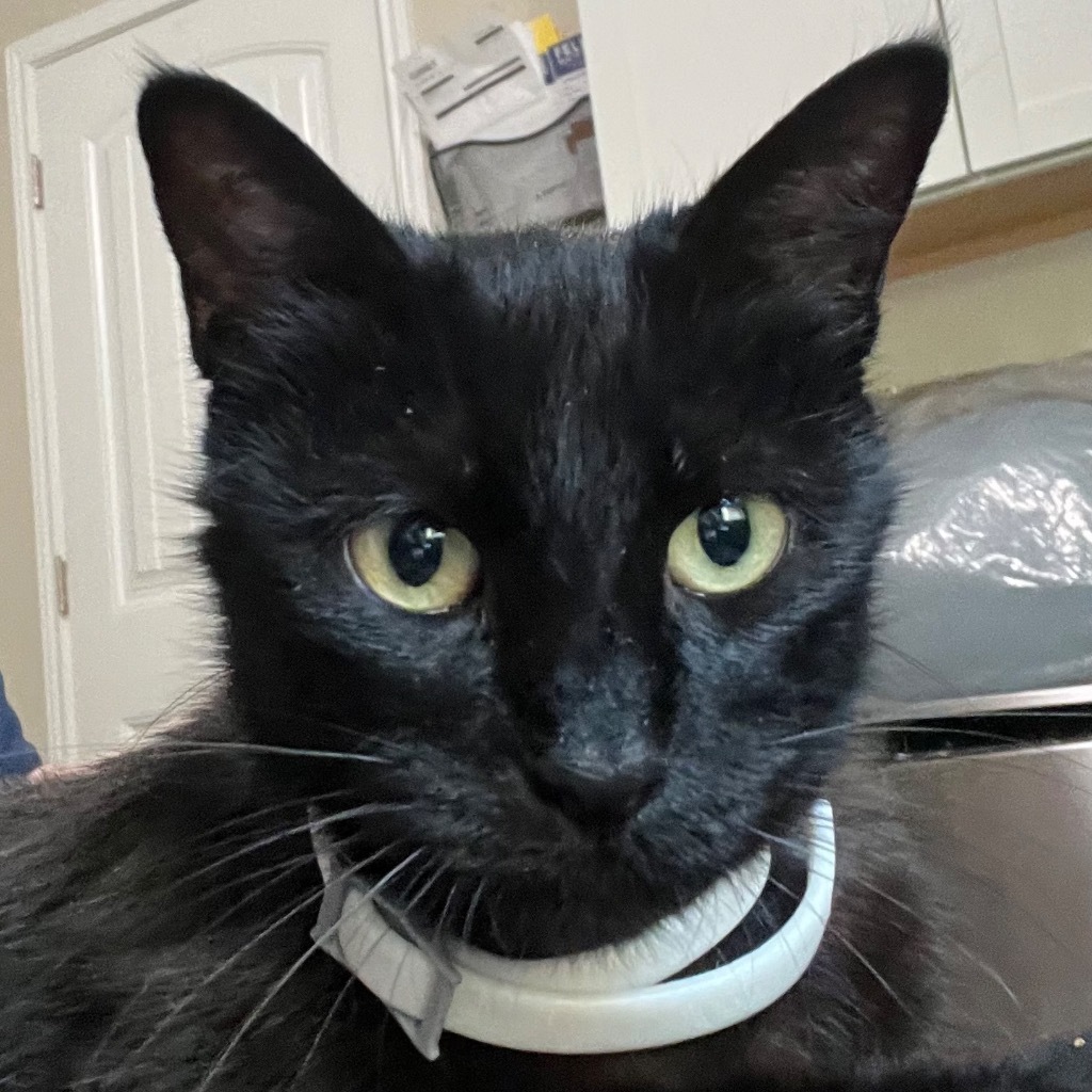 Ophelia the Lap Cat