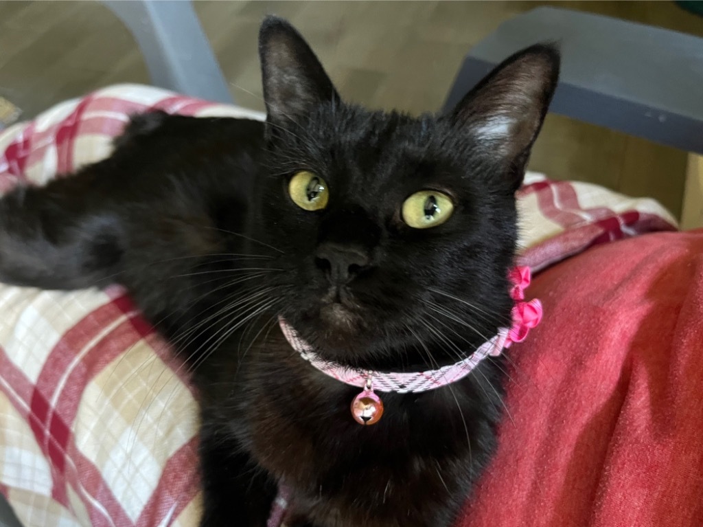 Ophelia the Lap Cat