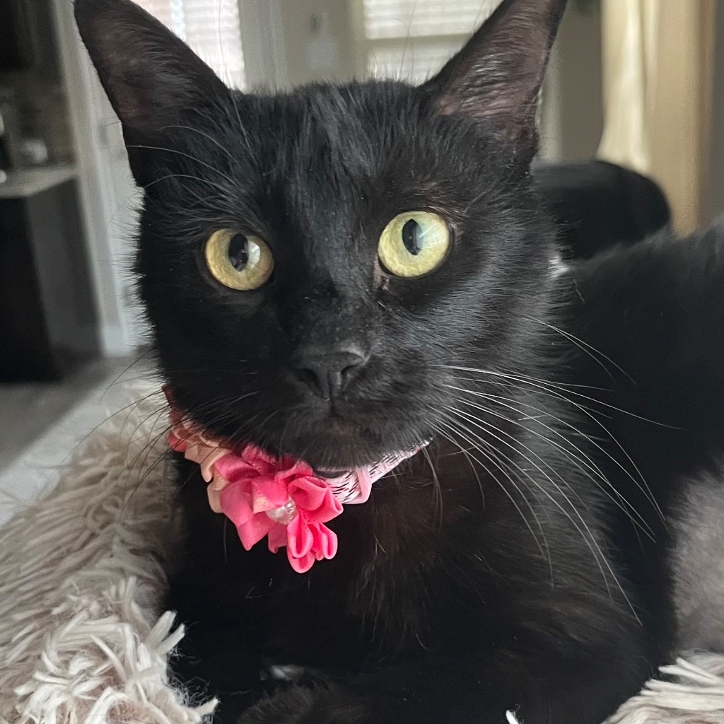 Ophelia the Lap Cat
