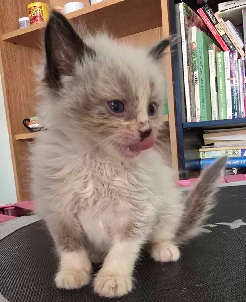 Leo