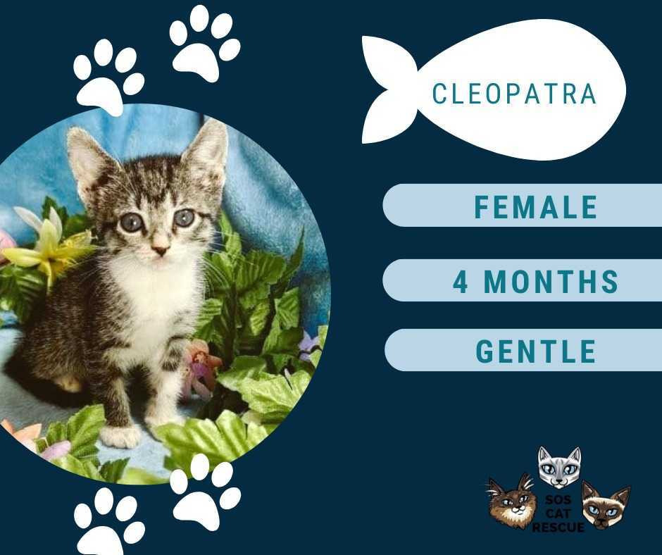 Cleopatra