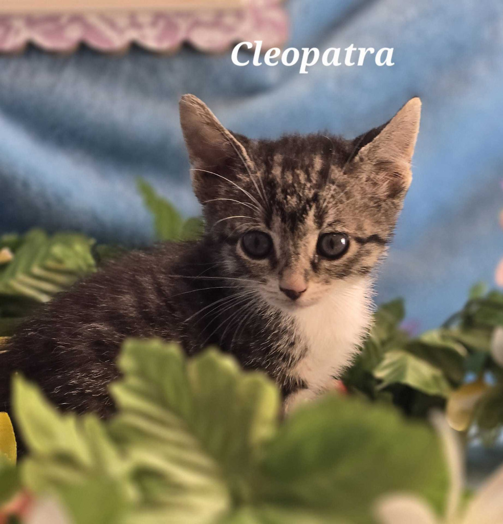 Cleopatra