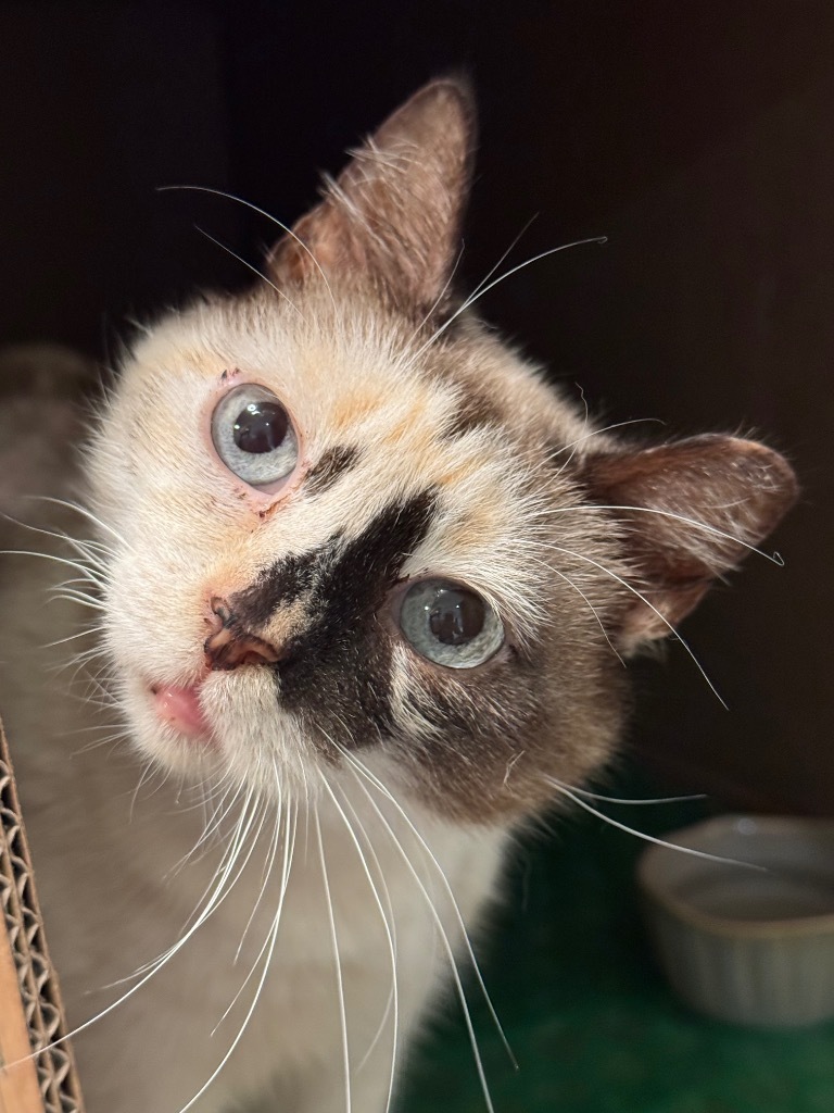 Genevieve Bear "Sand, an adoptable Ragdoll, Siamese in New Braunfels, TX, 78130 | Photo Image 1