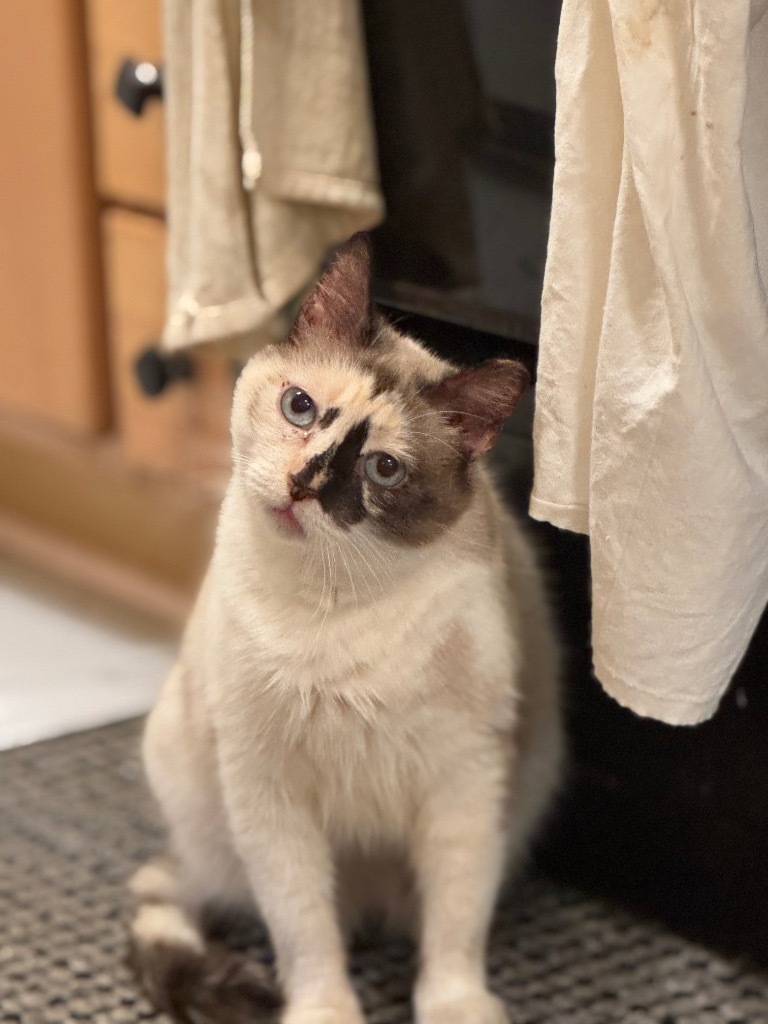 Genevieve Bear "Sand, an adoptable Ragdoll, Siamese in New Braunfels, TX, 78130 | Photo Image 6