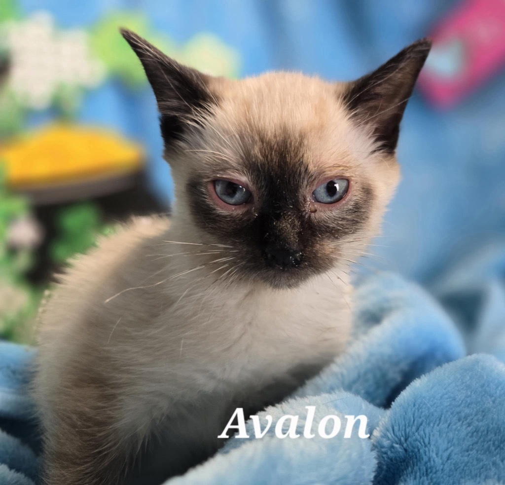 Avalon